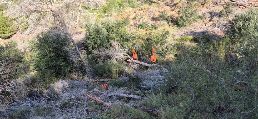 La Generalitat retira pinos muertos en zonas forestales de la serra Gelada para reducir riesgos ambientales y de seguridad