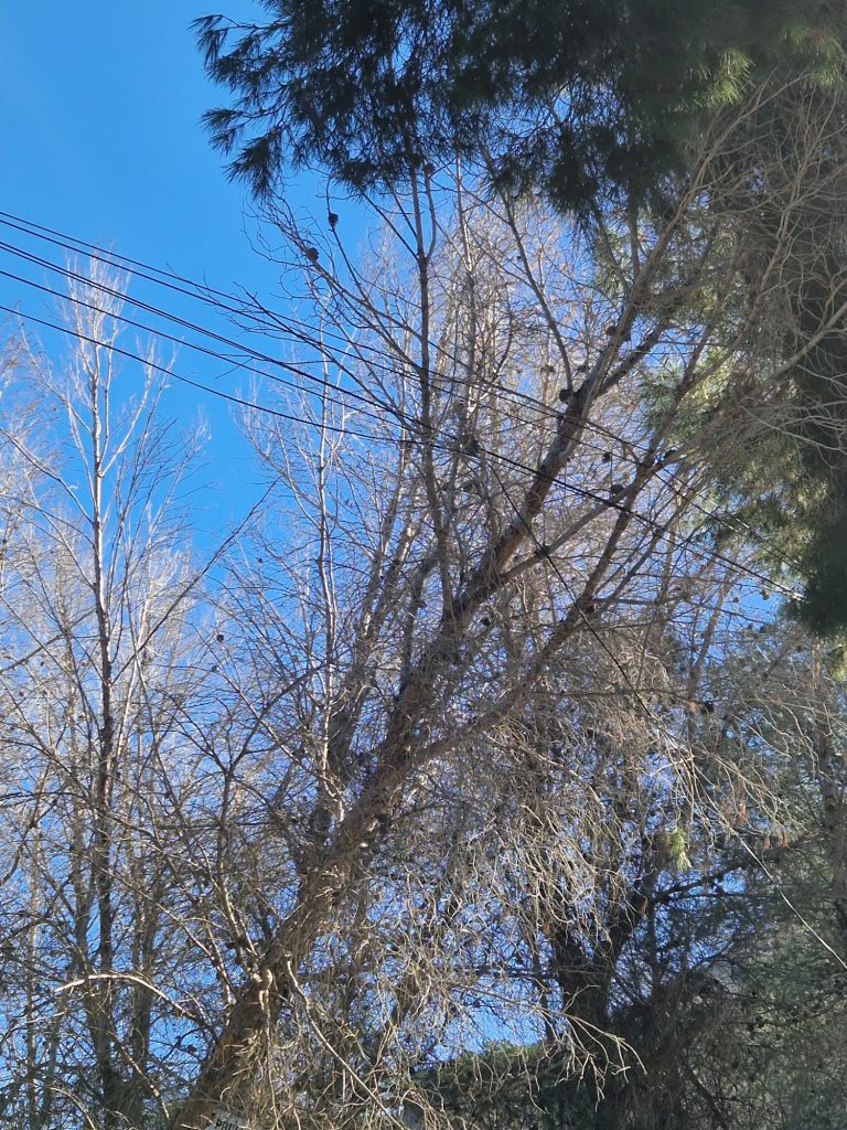 El temporal de viento deja incidencias en l’Alfàs del Pi por caída de árboles