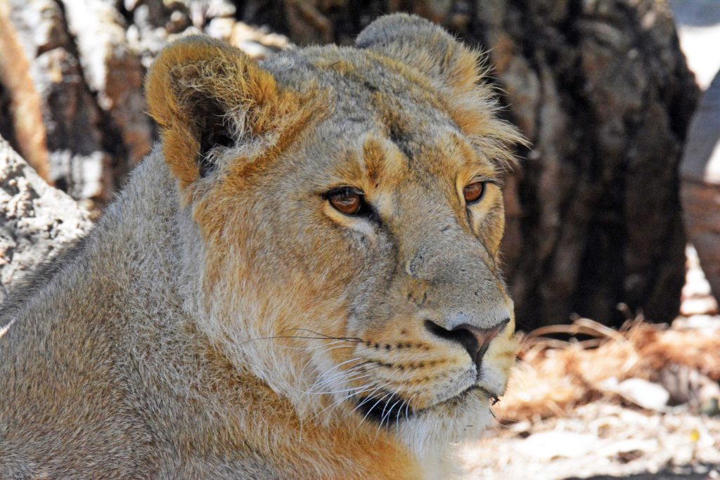Terra Natura Benidorm visibiliza las especies en peligro de extinción con una actividad especial este fin de semana