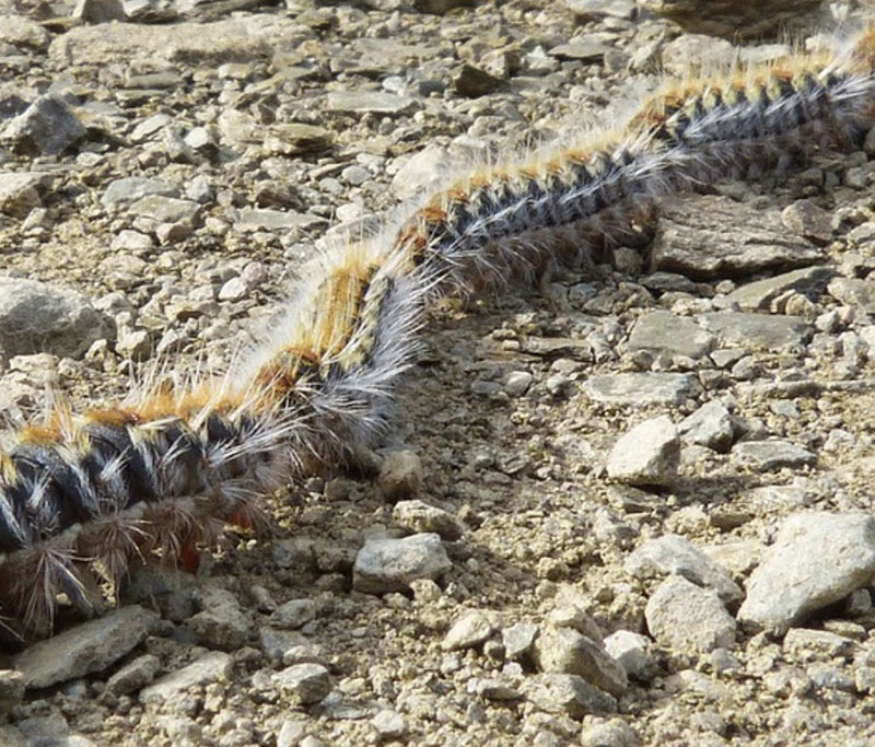 La responsable municipal de ambas áreas, Anna Lanuza, ha advertido de que “un simple contacto con estas orugas puede producir una grave reacción” en los perros