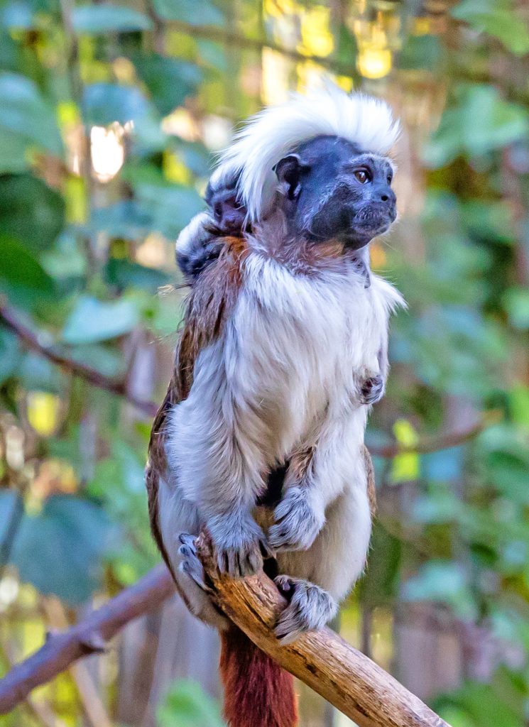 Terra Natura Benidorm visibiliza las especies en peligro de extinción con una actividad especial este fin de semana