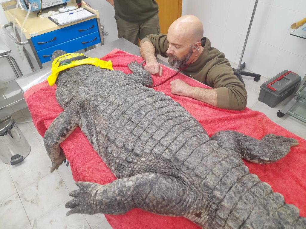 Terra Natura Benidorm estudia una pareja de cocodrilo siamés para impulsar su reproducción y evitar la extinción de la especie