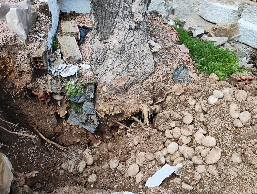 Altea trasplanta las moreras de la Plaça del Convent al río Algar para garantizar su supervivencia