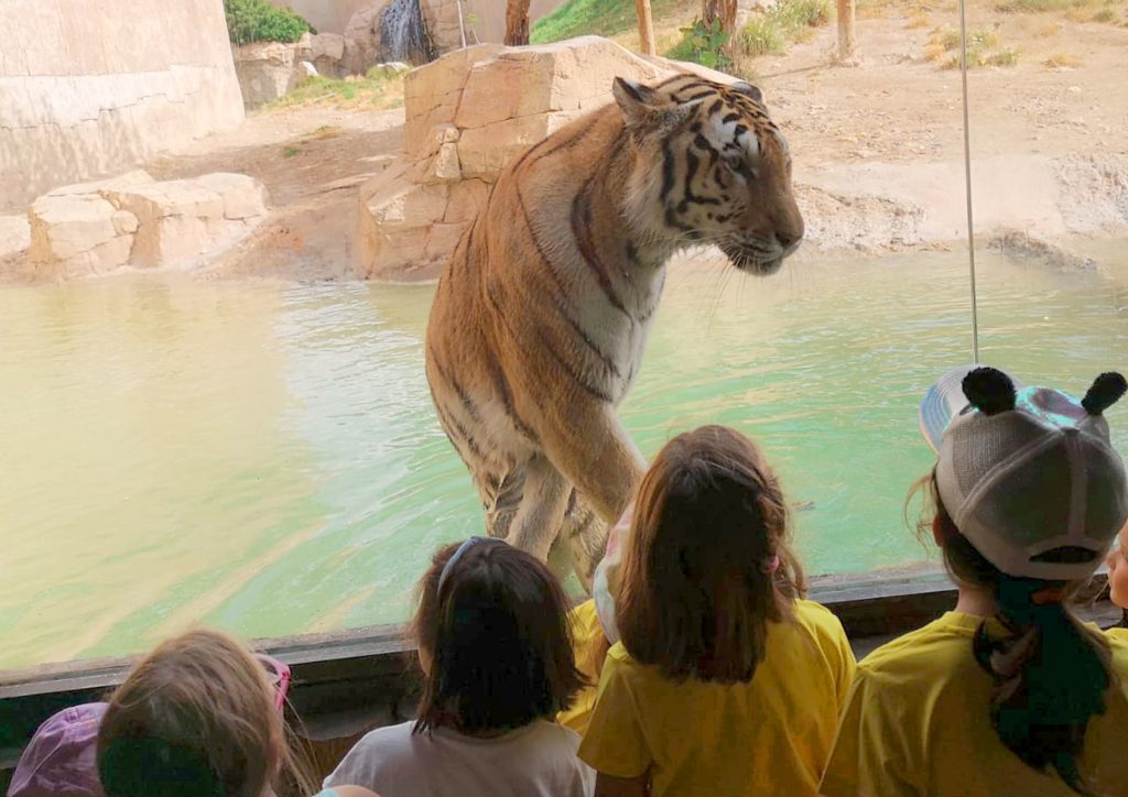 Terra Natura Benidorm y Aqua Natura Benidorm abren el plazo de inscripción para su Escuela de Verano 2026 2