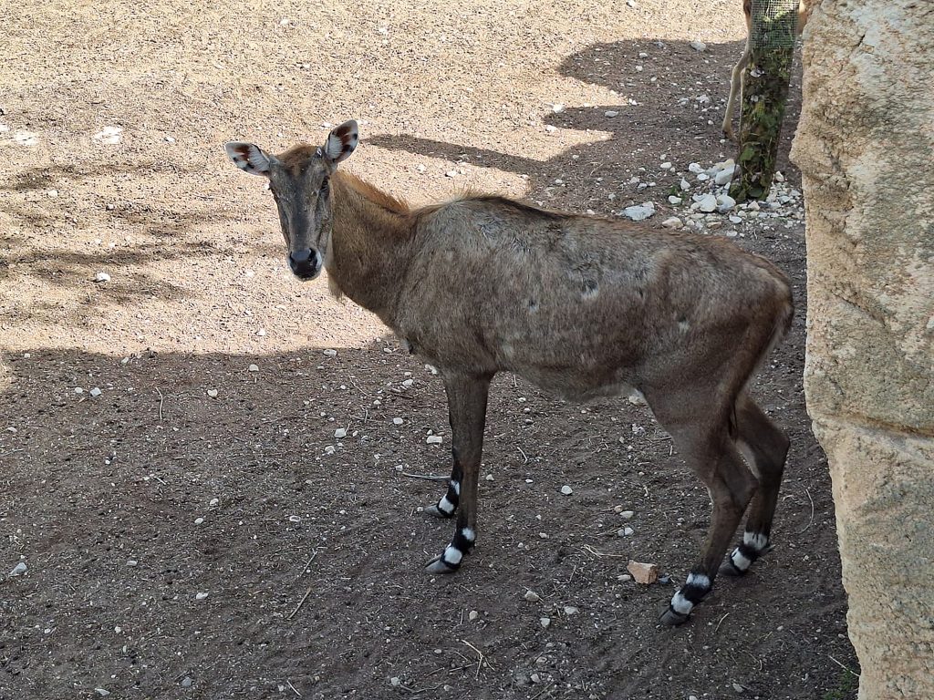 Terra Natura Benidorm adapta el manejo de un nilgó anciano para garantizar su bienestar animal