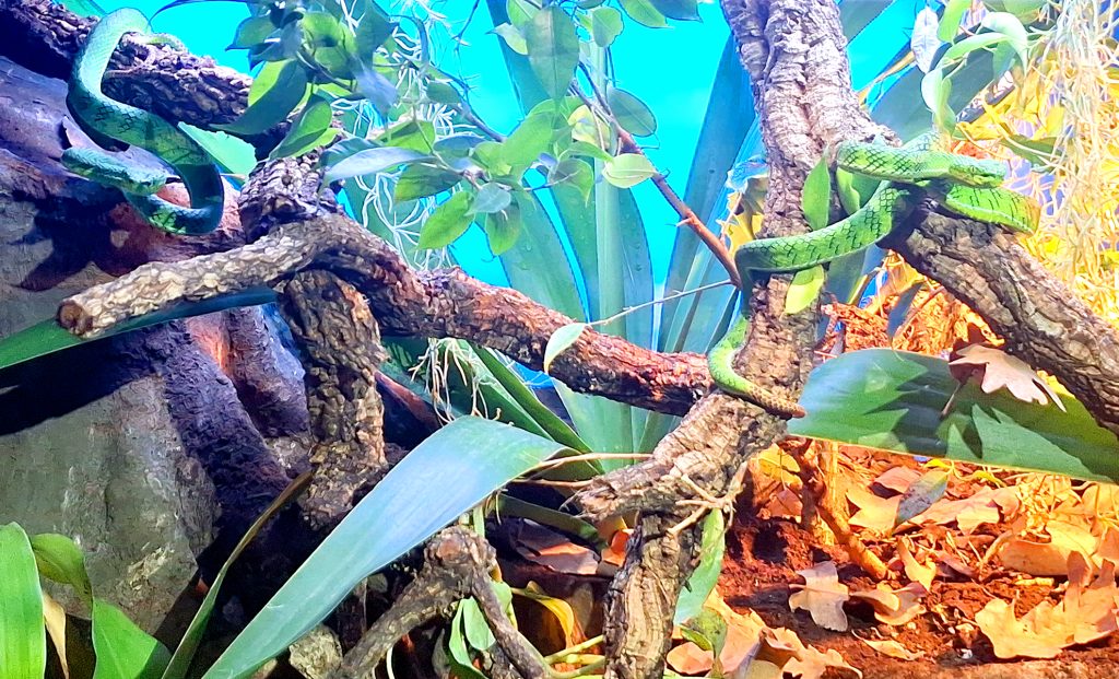 Terra Natura incorpora una de las serpientes más desconocidas del mundo y clave para la investigación científica