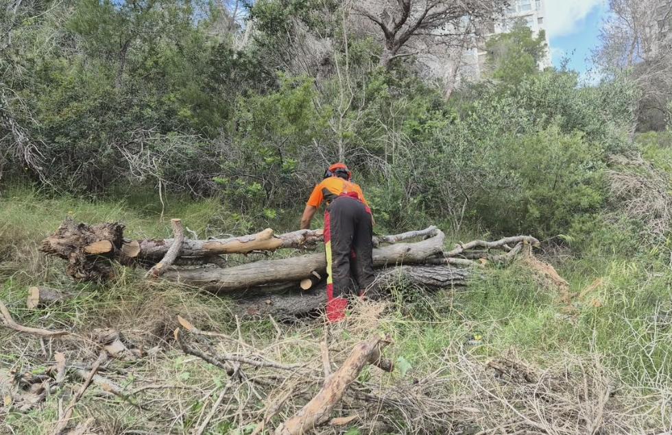 La Generalitat continúa con la retirada de pinos secos en el parque natural de Serra Gelada