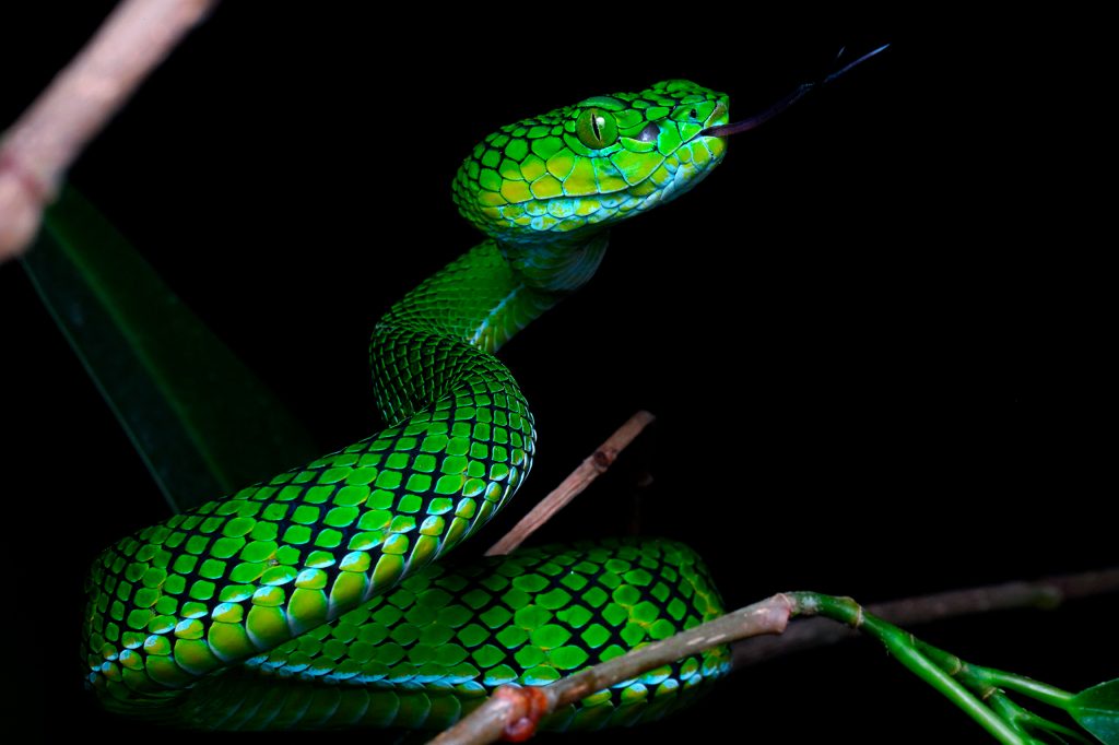 Terra Natura incorpora una de las serpientes más desconocidas del mundo y clave para la investigación científica