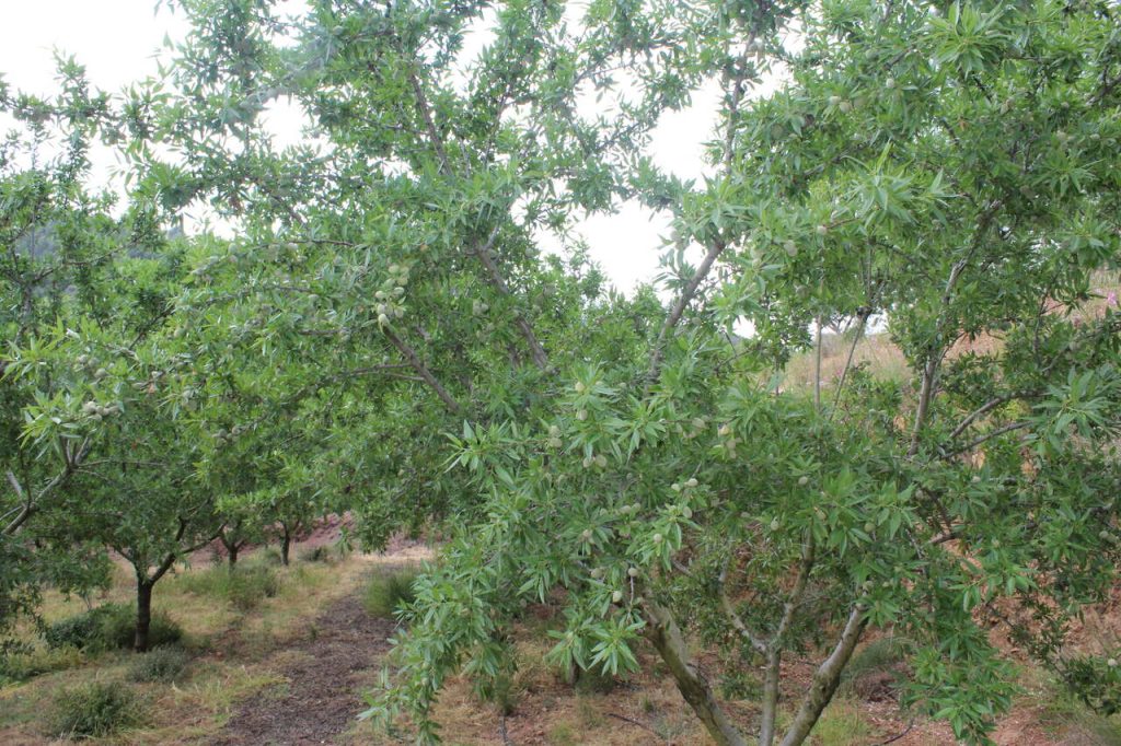 LA UNIÓ prevé una cosecha de más de 8.000 toneladas de almendra en la Comunitat Valenciana pese al aumento de costes y la presión de EE. UU.