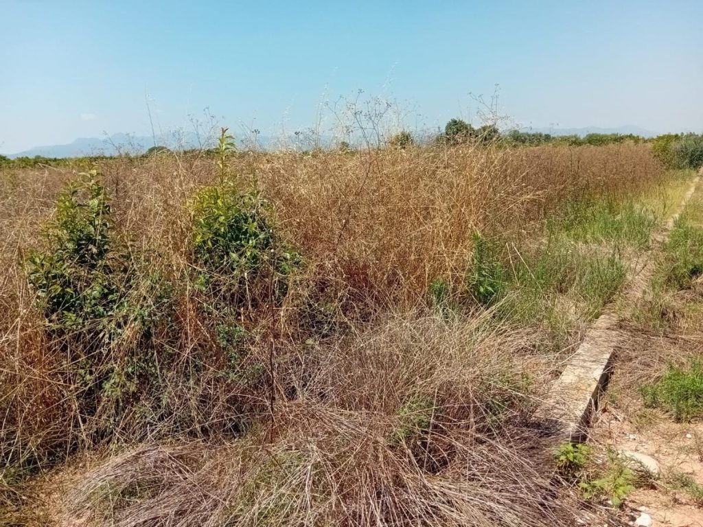 LA UNIÓ reclama a la Generalitat un plan urgente contra las parcelas abandonadas por su impacto fitosanitario y ambiental