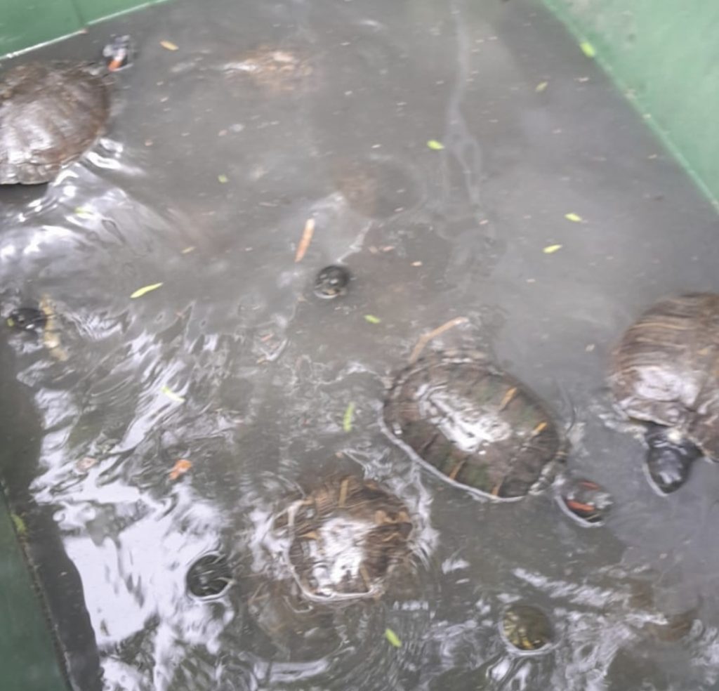 Pastos tortugas l'Albir 
