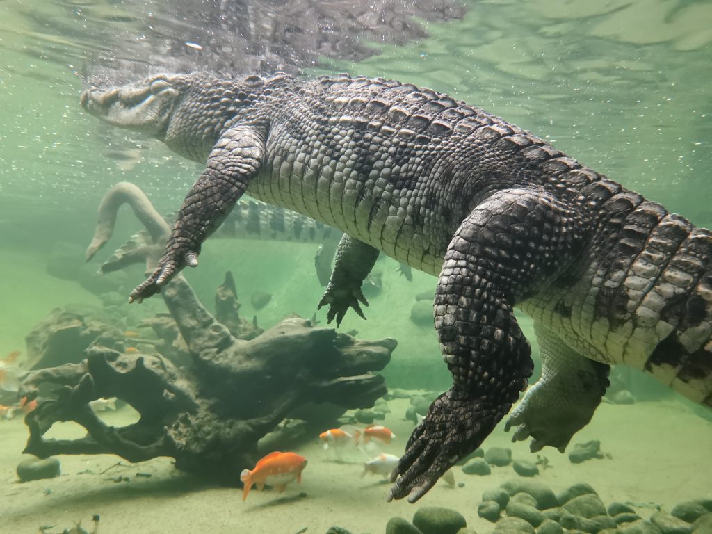 Terra Natura Benidorm participa en un congreso internacional para avanzar en la conservación y reproducción del cocodrilo de Siam