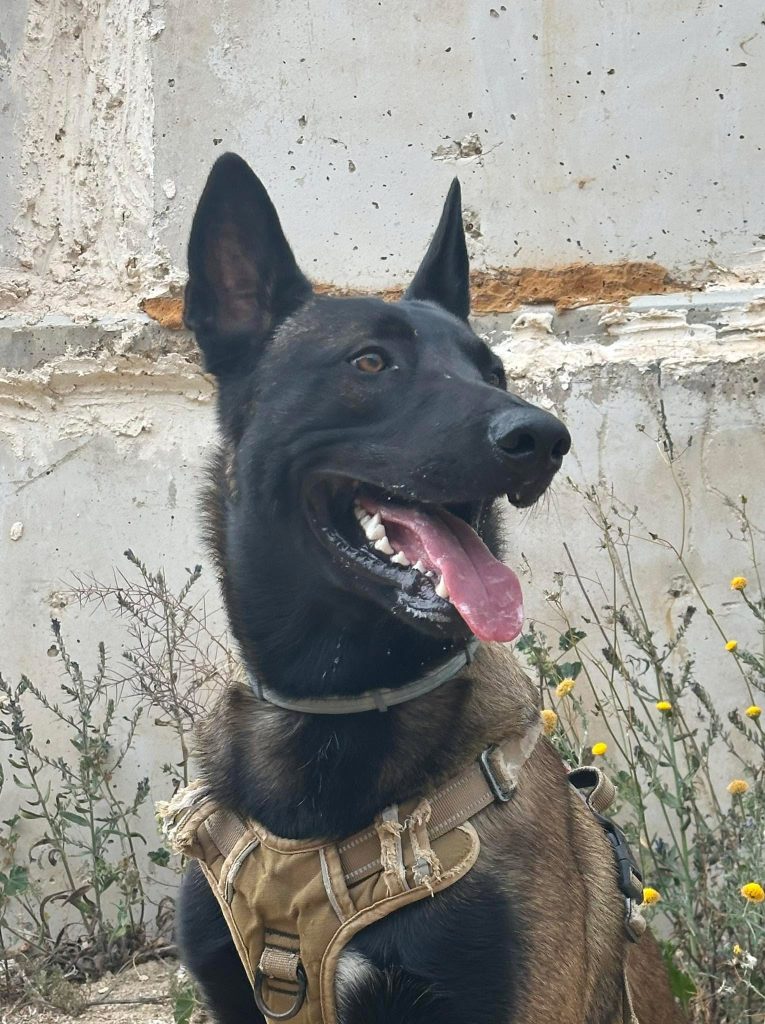 De la Marina Baixa a Venezuela: Hache y Llop, los perros entrenados para encontrar vida bajo los escombros 2