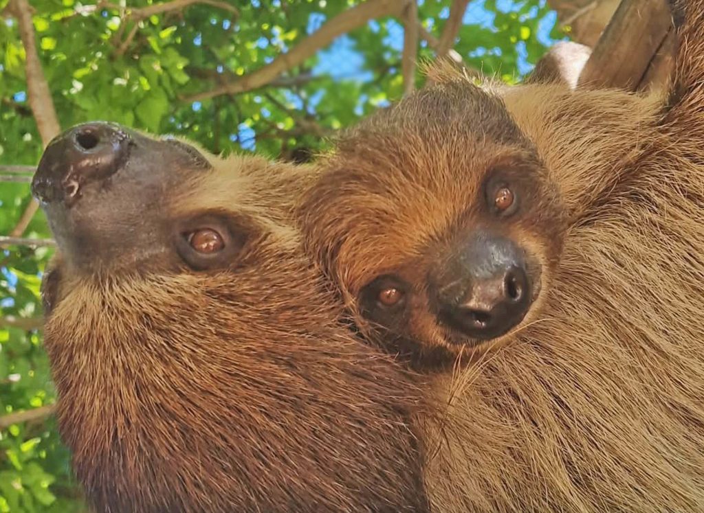 Shibú, la cría de perezoso nacida en Terra Natura Benidorm, es una hembra y evoluciona favorablemente