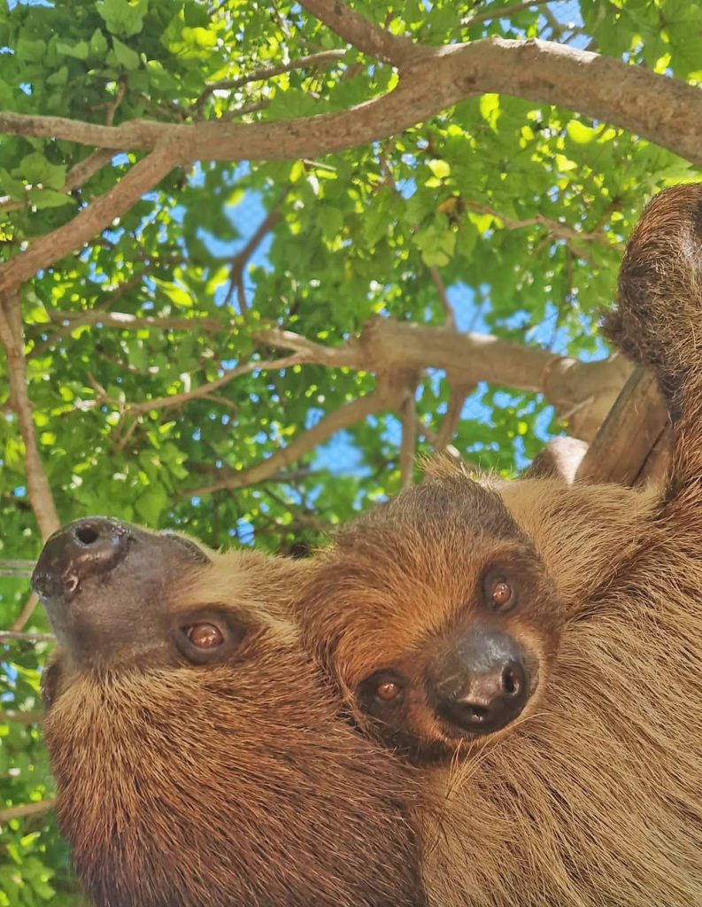 Shibú, la cría de perezoso nacida en Terra Natura Benidorm, es una hembra y evoluciona favorablemente