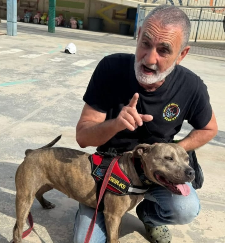 De la Marina Baixa a Venezuela: Hache y Llop, los perros entrenados para encontrar vida bajo los escombros 4