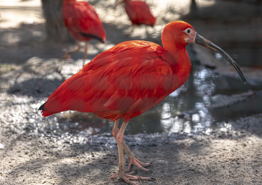Terra Natura Benidorm suma 20 nuevos ibis escarlata a su aviario y refuerza la conservación y divulgación de esta espectacular especie.