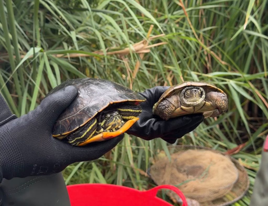 Altea impulsa la conservación de la Tortuga de Agua Ibérica