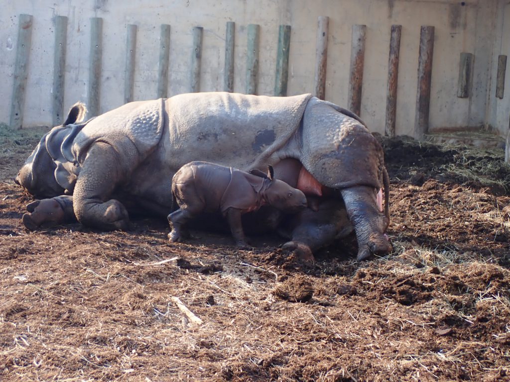 Terra Natura Benidorm logra el tercer nacimiento de rinoceronte indio en España y refuerza su liderazgo en conservación