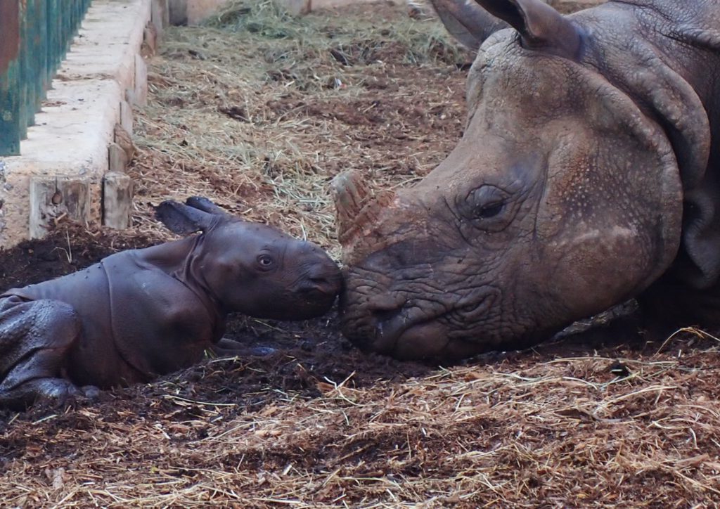 Terra Natura Benidorm logra el tercer nacimiento de rinoceronte indio en España y refuerza su liderazgo en conservación
