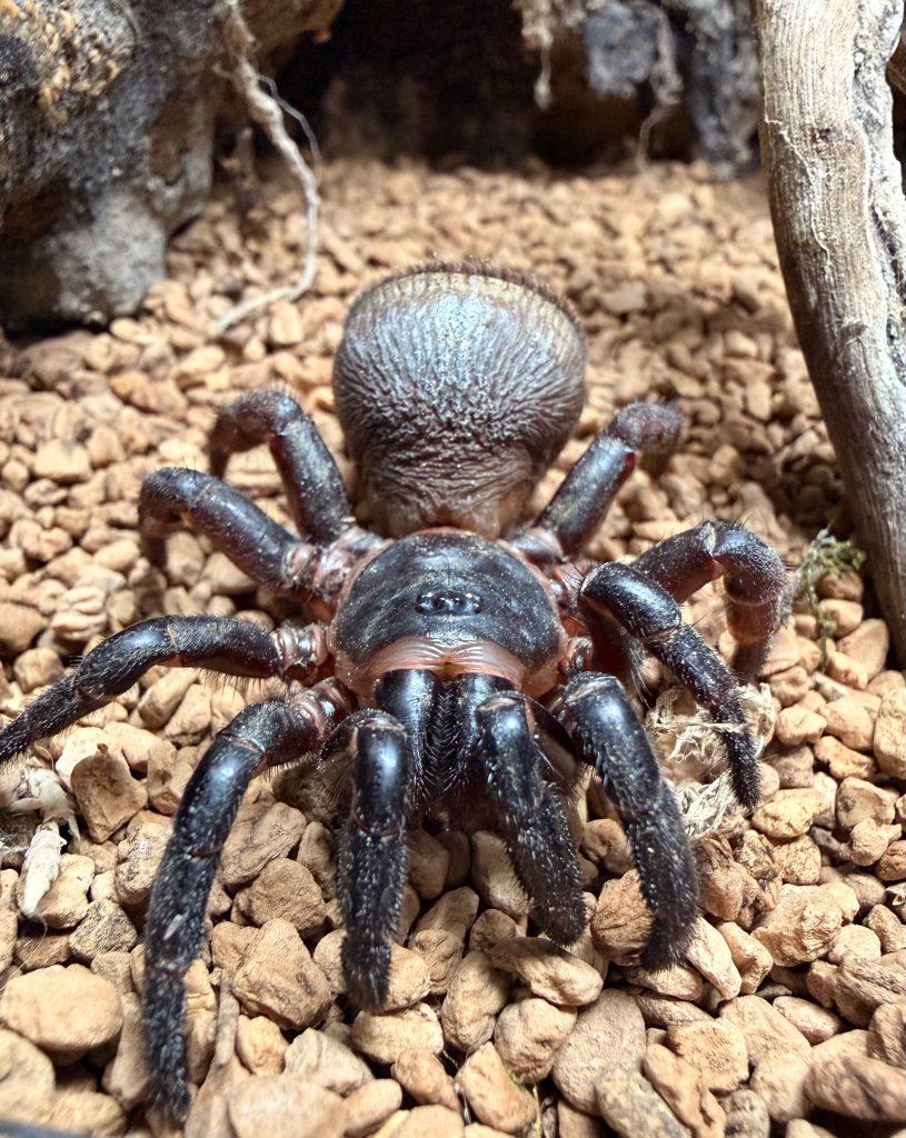 Terra Natura Benidorm incorpora una de las arañas con el mecanismo de defensa más sorprendente del mundo a su exposición de criaturas venenosas
