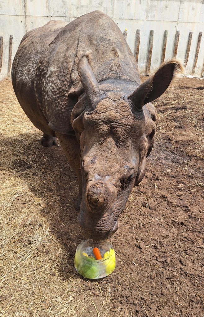 Terra Natura Benidorm ayuda a los animales a combatir el calor con helados adaptados a la dieta de cada especie 