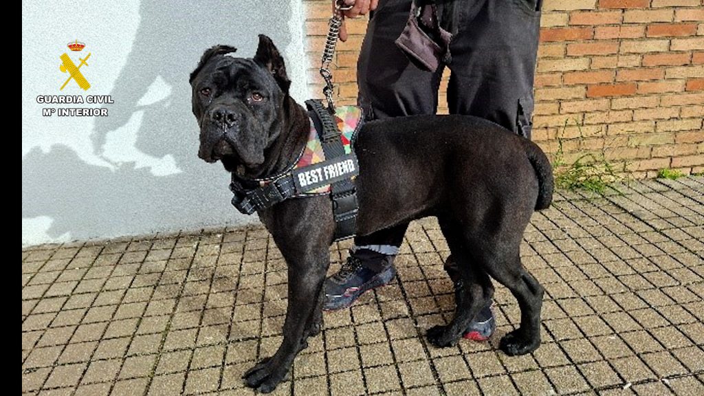 Cae una red nacional que amputaba orejas y rabo a perros y enviaba vídeos a los compradores para curar las heridas