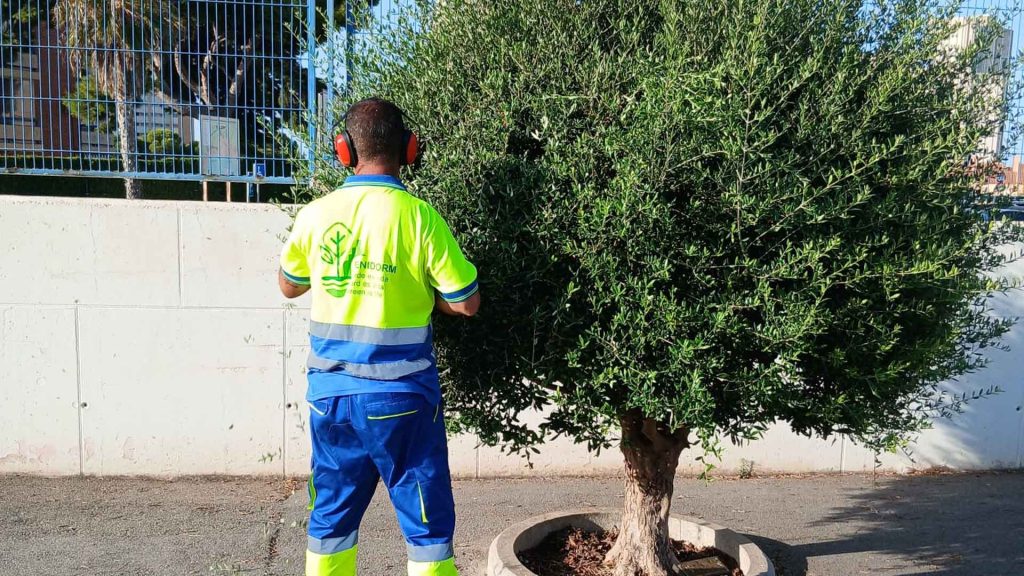 Benidorm Pone a Punto la Jardinería de 13 Colegios para el Nuevo Curso