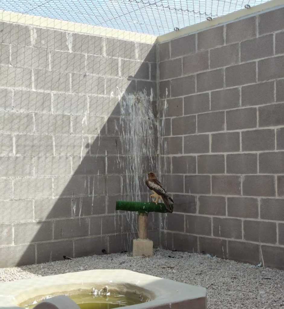 La Generalitat instala en el centro de recuperación de Santa Faz un voladero pionero para la rehabilitación de aves rapaces