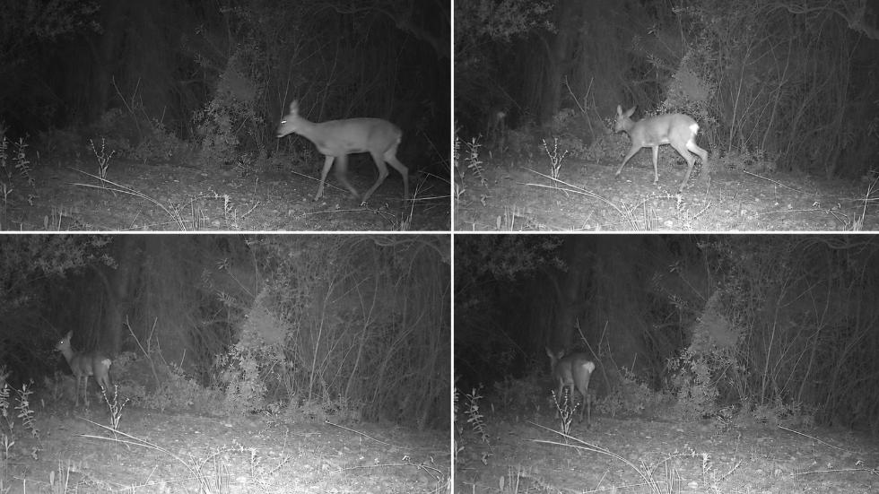 La Generalitat instala 380 cámaras de fototrampeo para monitorizar la fauna silvestre en la Comunitat Valenciana