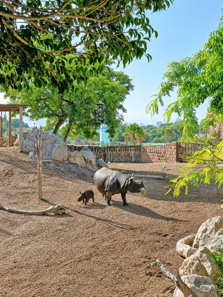 Brutus continúa creciendo en Terra Natura Benidorm y comienza a descubrir su entorno natural