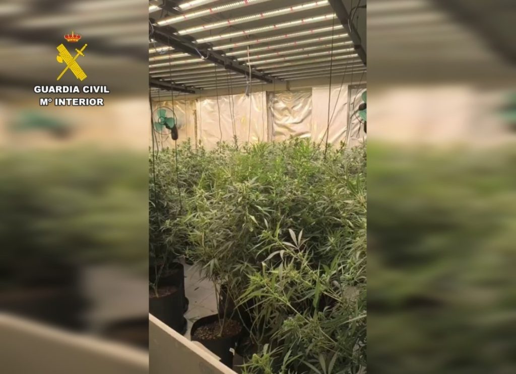 La Guardia Civil desmantela una organización dedicada al cultivo de marihuana en la Marina Alta: 4 detenidos y dos narcolaboratorios clausurados 1