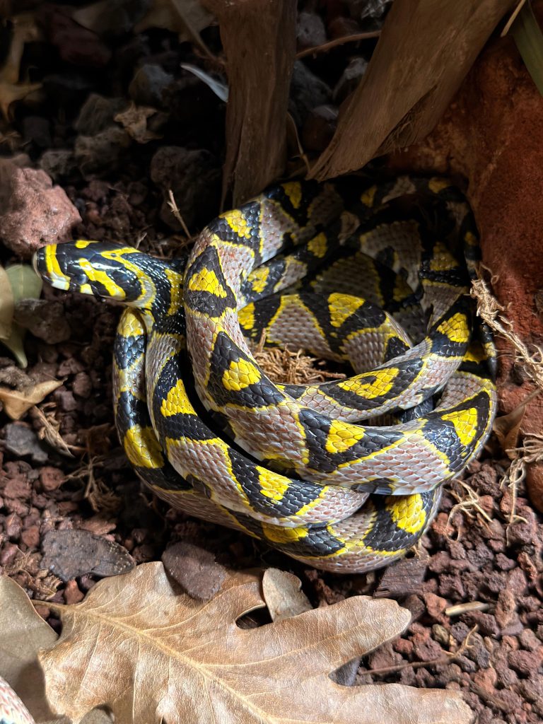 Terra Natura Benidorm incorpora serpientes mandarinas para su reproducción