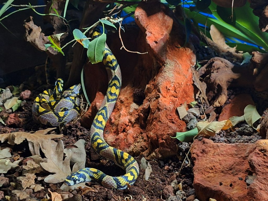 Terra Natura Benidorm incorpora serpientes mandarinas para su reproducción