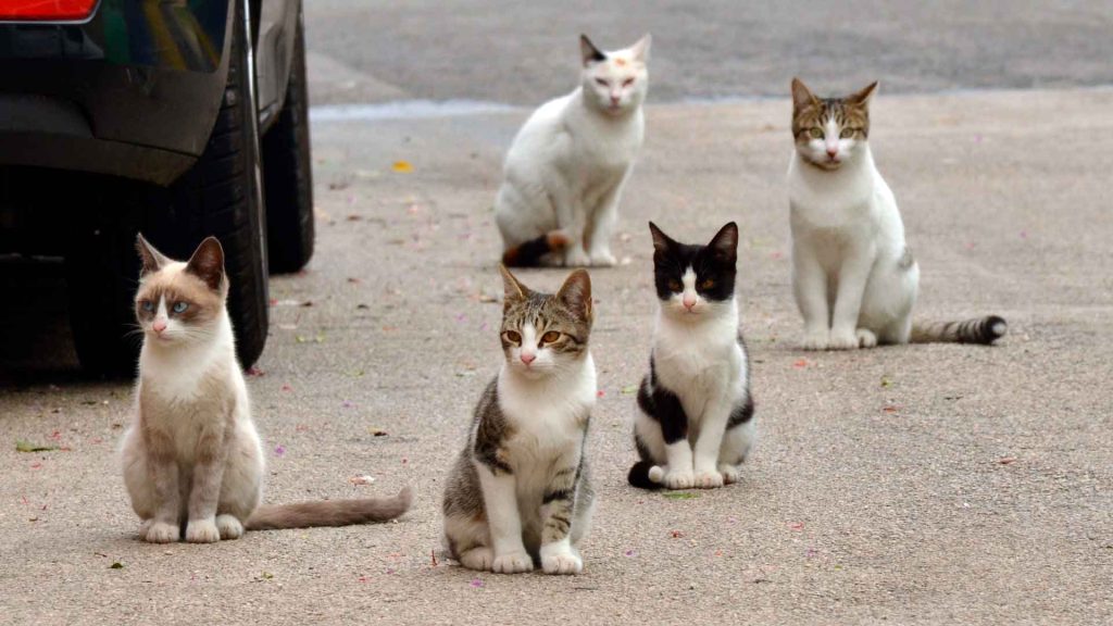 Benidorm destina 22.000 euros a esterilizar 250 gatos de colonias urbanas