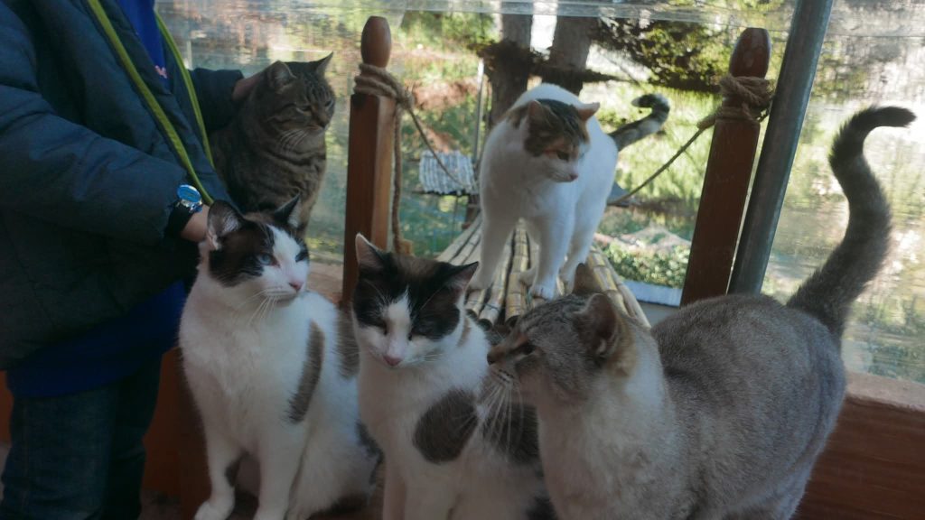 Altea aprueba tres protocolos municipales para reforzar la protección animal
