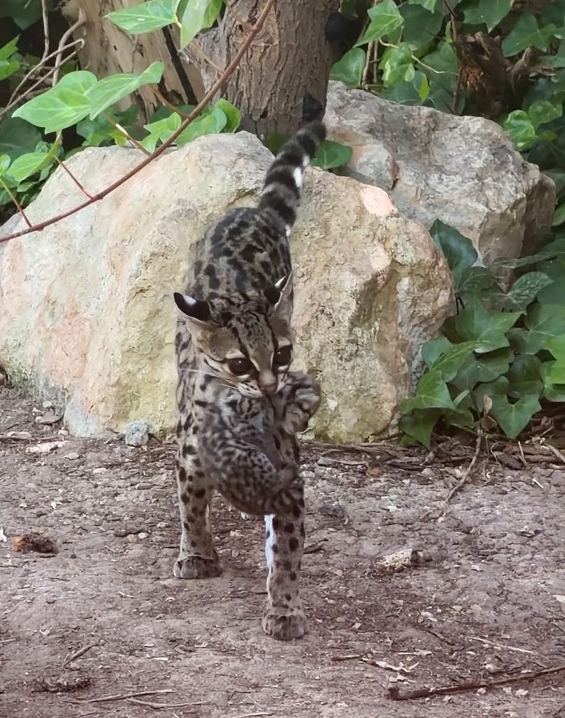 Terra Natura Benidorm logra por primera vez la reproducción del margay, un pequeño felino amenazado de América Latina
