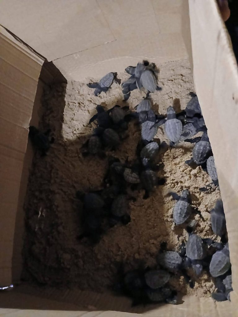 Siete tortugas bobas nacidas en Benidorm el pasado verano regresan este jueves al mar