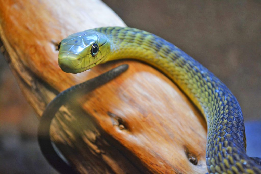 Terra Natura Benidorm celebra Halloween con un mensaje contra la extinción de especies