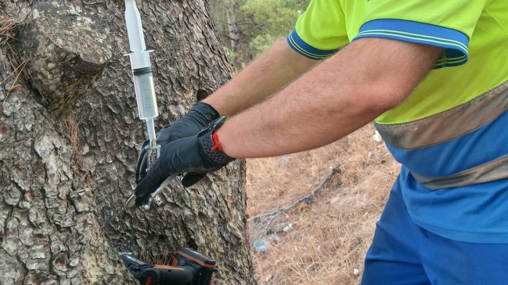 Benidorm combate la procesionaria en mil pinos con endoterapia