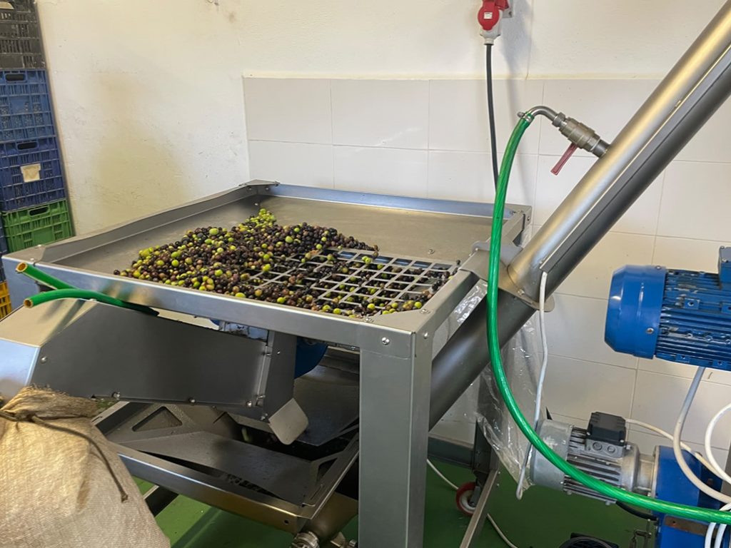 Altea pone en marcha la campaña de la Almazara Municipal con una previsión de 80.000 kilos de aceitunas