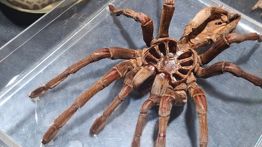 Terra Natura Benidorm desmitifica creencias populares sobre distintas especies animales mediante actividades educativas