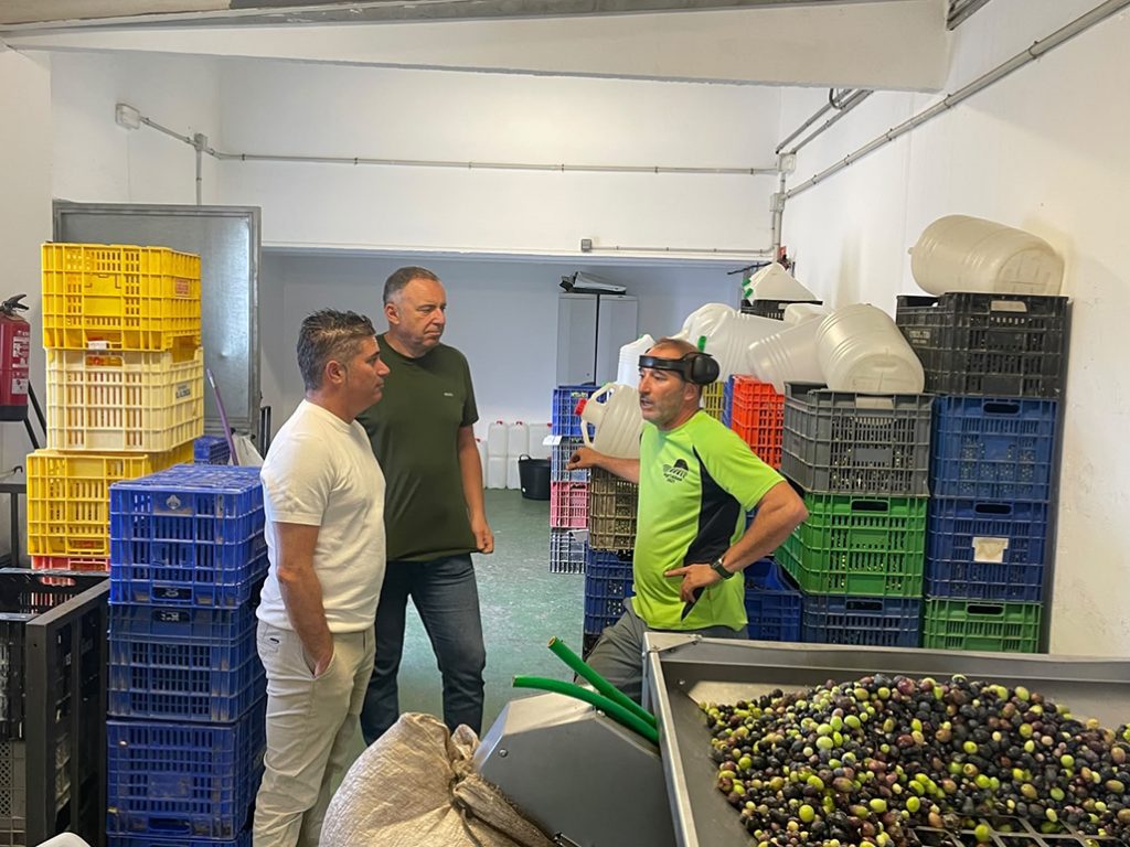 Altea pone en marcha la campaña de la Almazara Municipal con una previsión de 80.000 kilos de aceitunas
